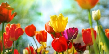 Powiększ grafikę: kolorowe tulipany
