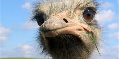 Powiększ grafikę: wycieczka-do-kniewa-689926.jpg