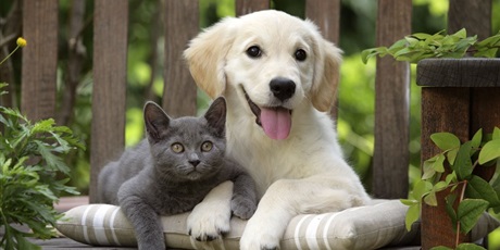 Powiększ grafikę: zdjęcie psa i kota, źródło Internet