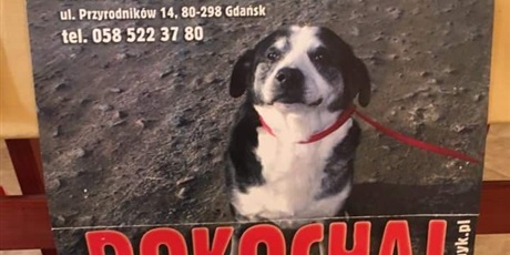 Akcja charytatywna dla schroniska Promyk w Gdańsku