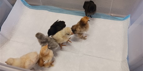 Powiększ grafikę: Spotkanie z kurczaczkami zorganizowane przez mamę Leona