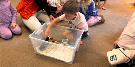 Powiększ grafikę: Spotkanie z kurczaczkami zorganizowane przez mamę Leona