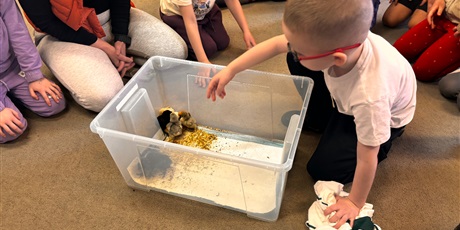 Powiększ grafikę: Spotkanie z kurczaczkami zorganizowane przez mamę Leona