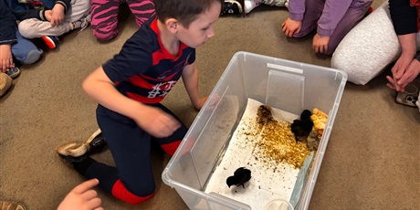 Powiększ grafikę: Spotkanie z kurczaczkami zorganizowane przez mamę Leona