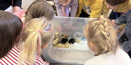 Powiększ grafikę: Spotkanie z kurczaczkami zorganizowane przez mamę Igi i Leona