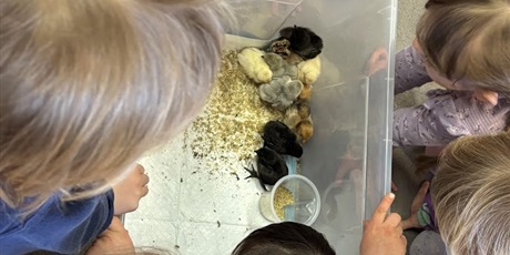 Powiększ grafikę: Spotkanie z kurczaczkami zorganizowane przez mamę Leona