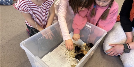 Powiększ grafikę: Spotkanie z kurczaczkami zorganizowane przez mamę Leona