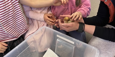 Powiększ grafikę: Spotkanie z kurczaczkami zorganizowane przez mamę Leona