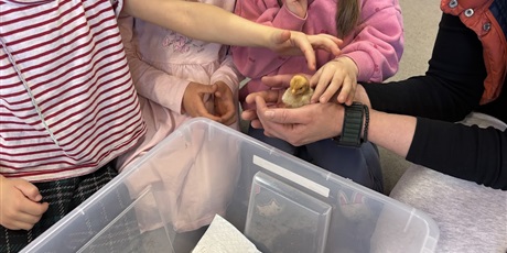 Powiększ grafikę: Spotkanie z kurczaczkami zorganizowane przez mamę Leona