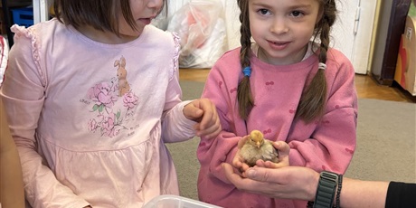 Powiększ grafikę: Spotkanie z kurczaczkami zorganizowane przez mamę Leona