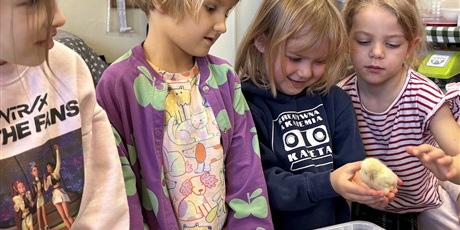 Powiększ grafikę: Spotkanie z kurczaczkami zorganizowane przez mamę Leona