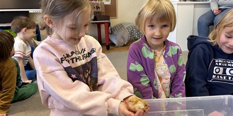 Powiększ grafikę: Spotkanie z kurczaczkami zorganizowane przez mamę Leona