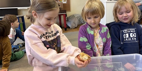 Powiększ grafikę: Spotkanie z kurczaczkami zorganizowane przez mamę Leona