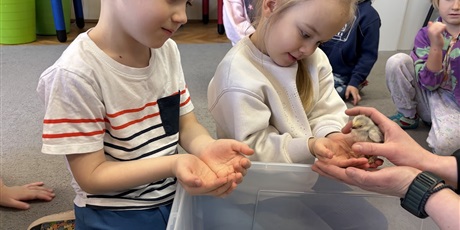 Powiększ grafikę: Spotkanie z kurczaczkami zorganizowane przez mamę Leona