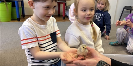 Powiększ grafikę: Spotkanie z kurczaczkami zorganizowane przez mamę Igi i Leona