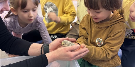 Powiększ grafikę: Spotkanie z kurczaczkami zorganizowane przez mamę Leona