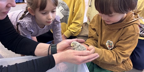 Powiększ grafikę: Spotkanie z kurczaczkami zorganizowane przez mamę Leona