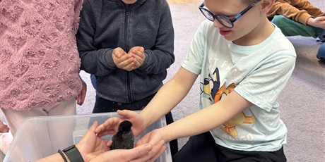 Powiększ grafikę: Spotkanie z kurczaczkami zorganizowane przez mamę Leona