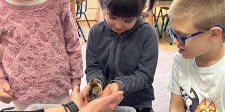 Powiększ grafikę: Spotkanie z kurczaczkami zorganizowane przez mamę Leona