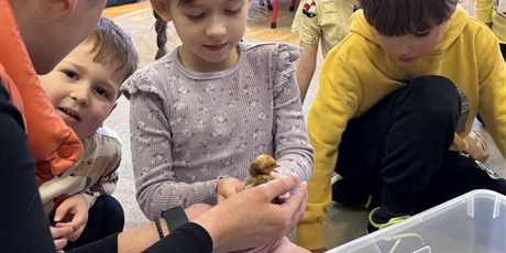 Powiększ grafikę: Spotkanie z kurczaczkami zorganizowane przez mamę Leona