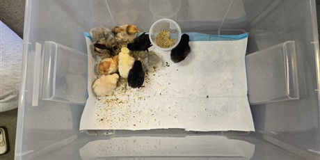 Powiększ grafikę: Spotkanie z kurczakami - Pszczółki