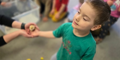 Powiększ grafikę: Spotkanie z kurczakami - Pszczółki