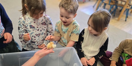 Powiększ grafikę: Spotkanie z kurczakami - Pszczółki