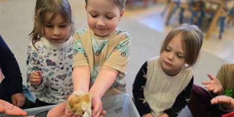 Powiększ grafikę: Spotkanie z kurczakami - Pszczółki