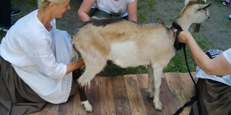 Powiększ grafikę: Wizyta gospodyń z kozami z Kociewia w Gwarnym Dworku - Pszczółki i Biedronki