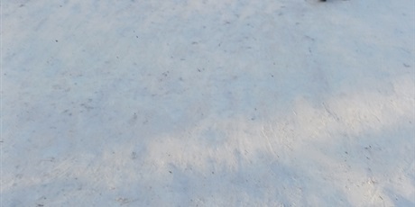 Powiększ grafikę: Zabawy na śniegu w Gwarnym Dworku