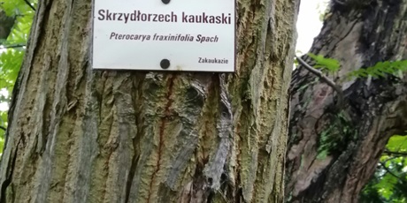 Powiększ grafikę: Żuczki w Muzeum Etnograficznym i Parku Oliwskim - 01.10.2019